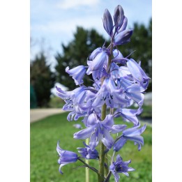 Jacinthe des bois - Hyacinthoides non-scripta