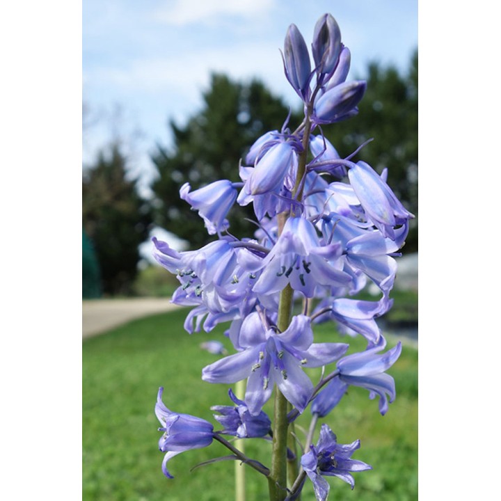 Jacinthe des bois - Hyacinthoides non-scripta