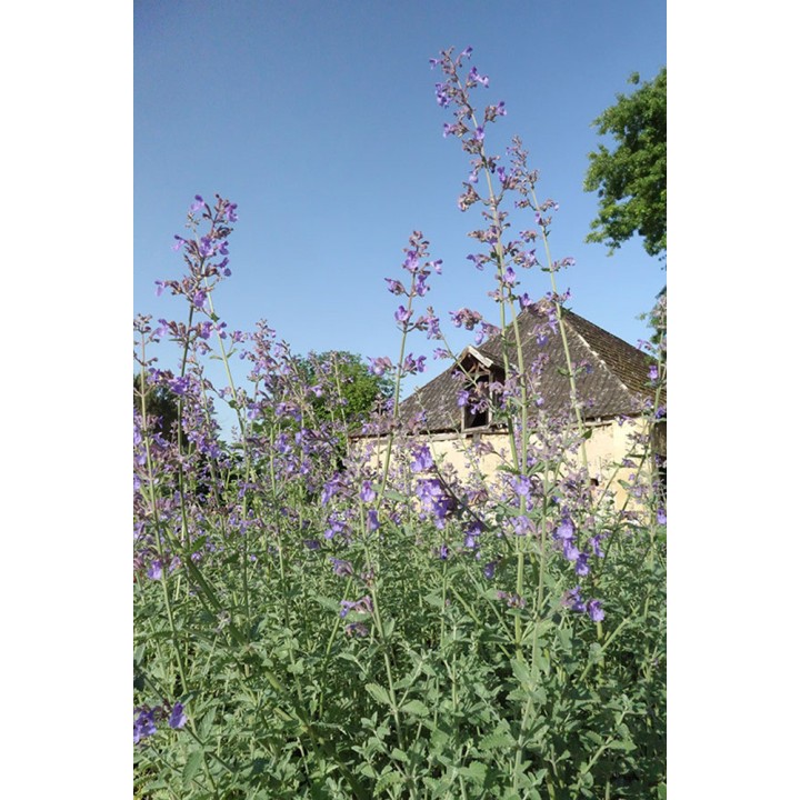 Herbe à chat - Nepeta racemosa 'Walker's Low'