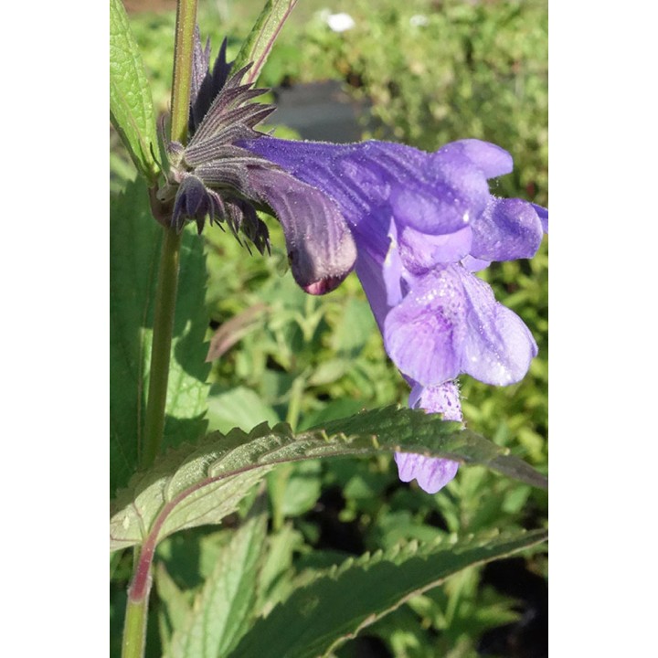 Chataire de Sibérie - Nepeta sibirica