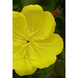 Onagre - Oenothera fruticosa 'Youngii'