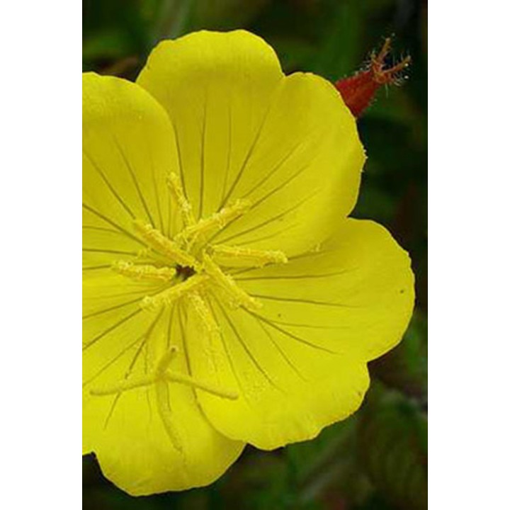 Onagre - Oenothera fruticosa 'Youngii'