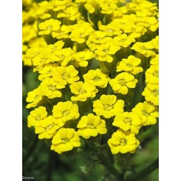 Achillée de Bieberstein - Achillea biebersteinii
