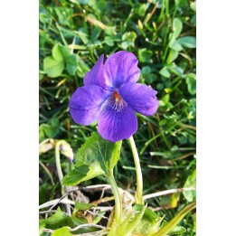 Violette - Viola 'Royal Robe'