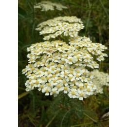 Achillée couvre-sol - Achillea crithmifolia