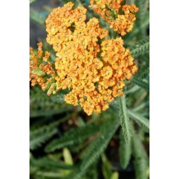 Achillée - Achillea millefolium 'Circus'
