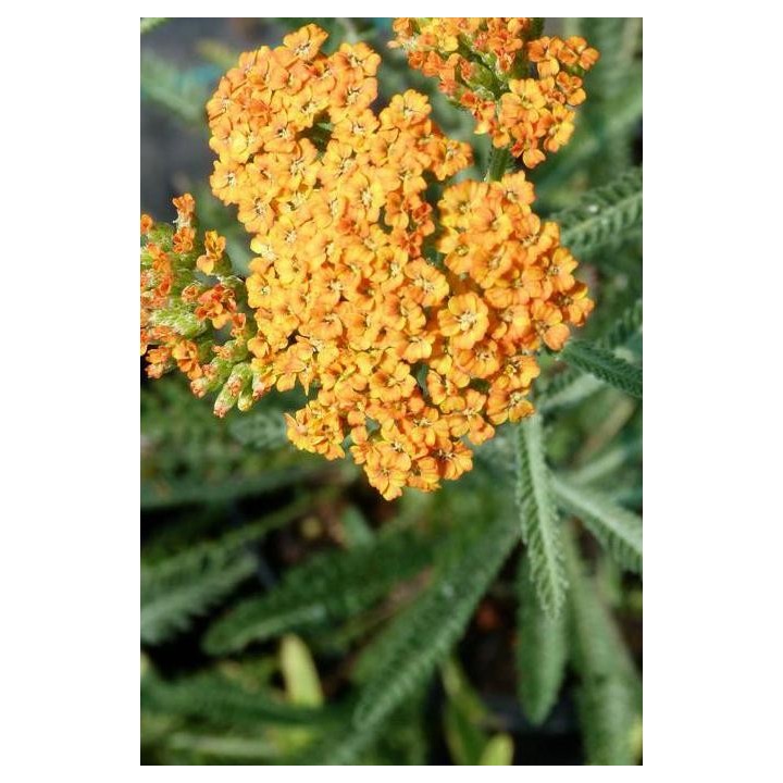 Achillée - Achillea millefolium 'Circus'
