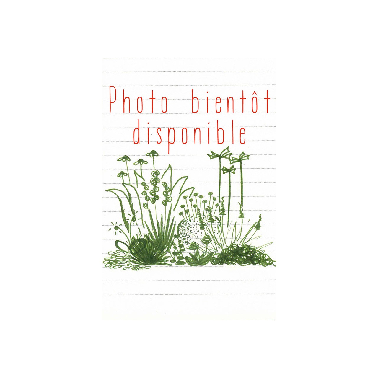 Gypsophila paniculata 'Flamingo'