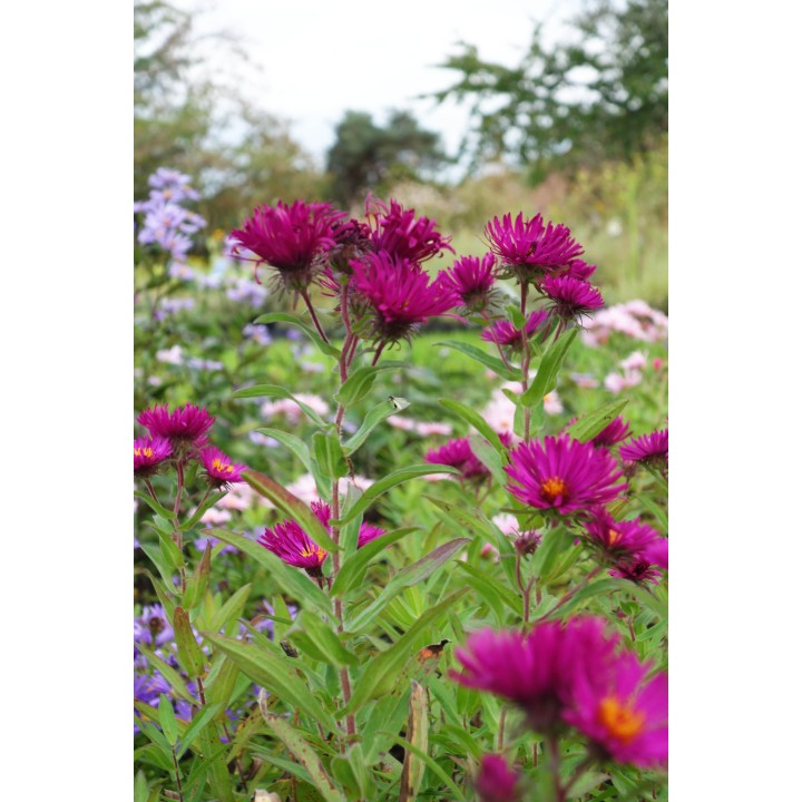 Vendangeuse - Aster n.a 'Rubinschatz'