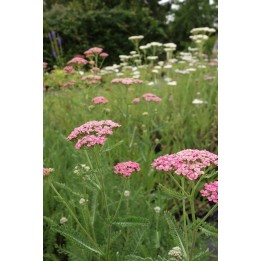 Achillée - Achillea millefolium 'Rose madder'
