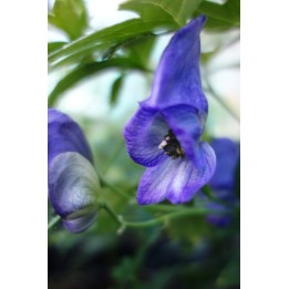 Casque de Jupiter - Aconitum carmichaelii 'Spätlese'