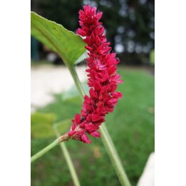 Persicaire - Persicaria amplexicaulis 'Fat Domino'