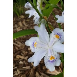 Iris du Japon - Iris japonica, plante vivace pour l'ombre