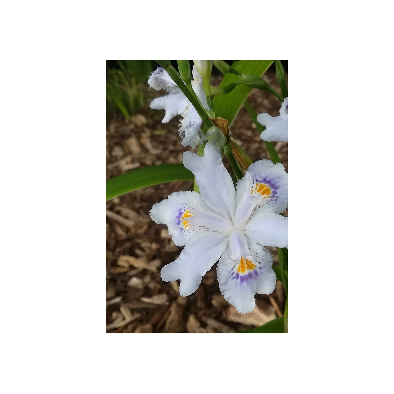 Iris du Japon - Iris japonica, plante vivace pour l'ombre