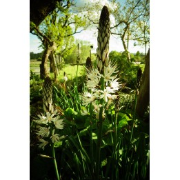 Asphodèle - Asphodelus albus