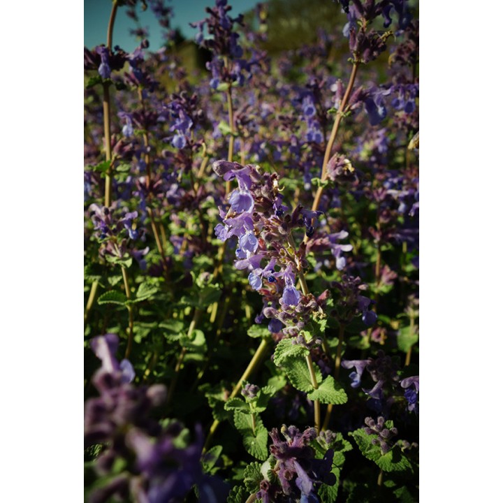 Herbe à chat - Nepeta racemosa 'Superba'