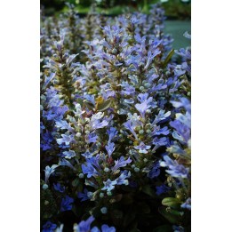 Bugle - Ajuga tenoriei 'Valfredda'
