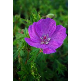 Bec de Grue - Geranium sanguineum