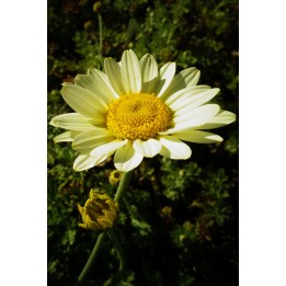 Anthemis 'Blomit'