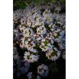 Thym luisant - Thymus nitens