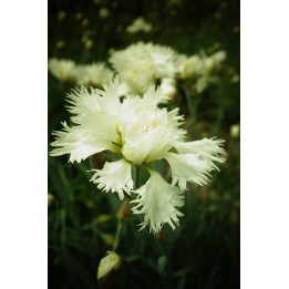 Oeillet mignardise - Dianthus plumarius 'Albus Plenus'