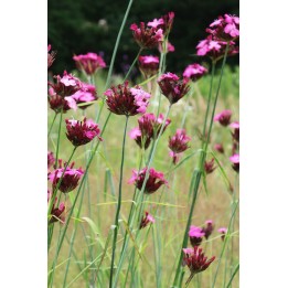 Oeillet des chartreux - Dianthus carthusianorum