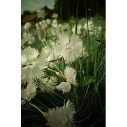 Oeillet - Dianthus lumnitzeri