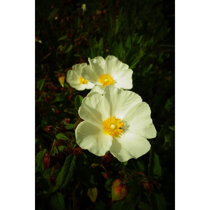 Cistus x corbariensis