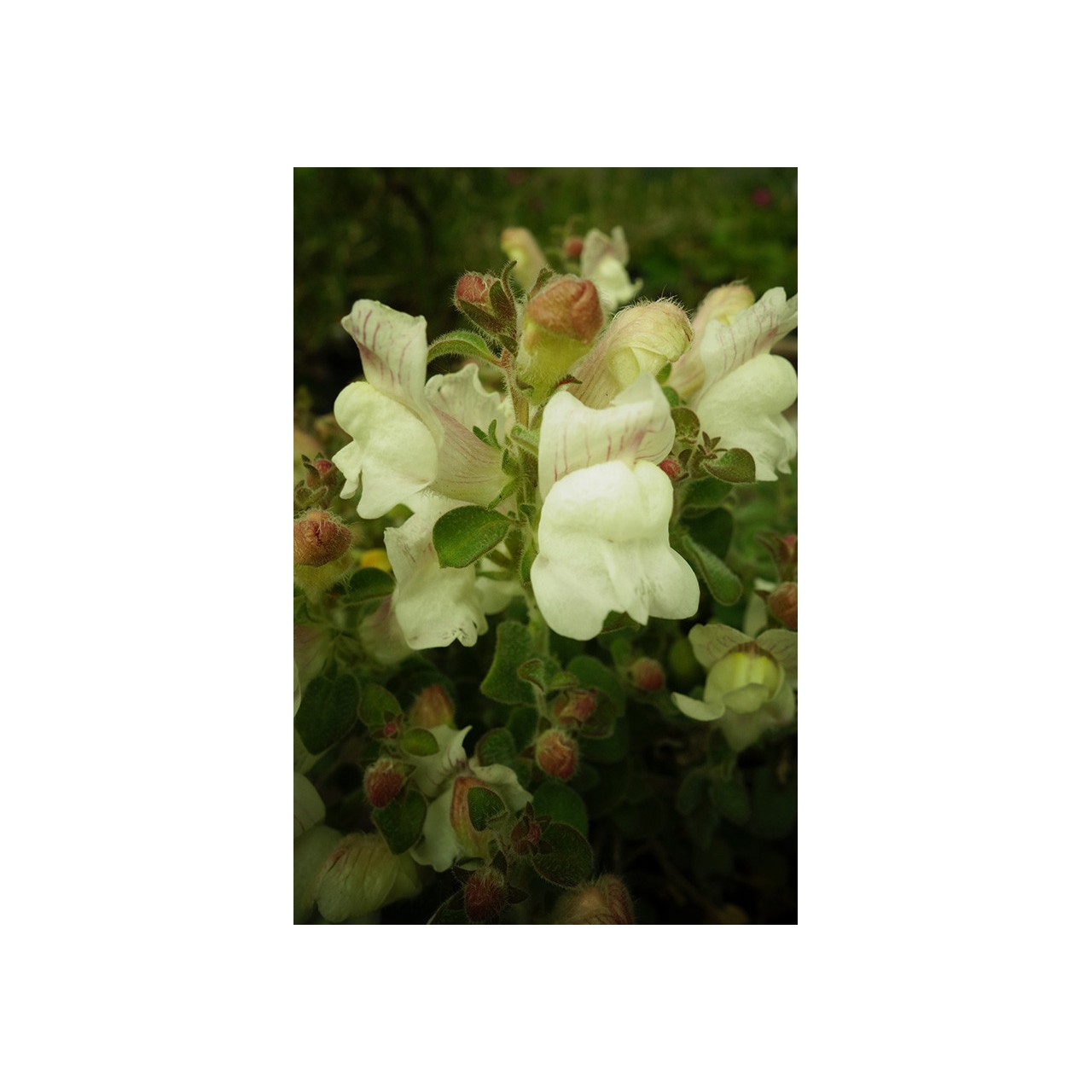 Muflier sempervirent - Antirrhinum sempervirens