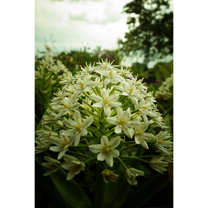 Scille - Scilla peruviana 'Alba'