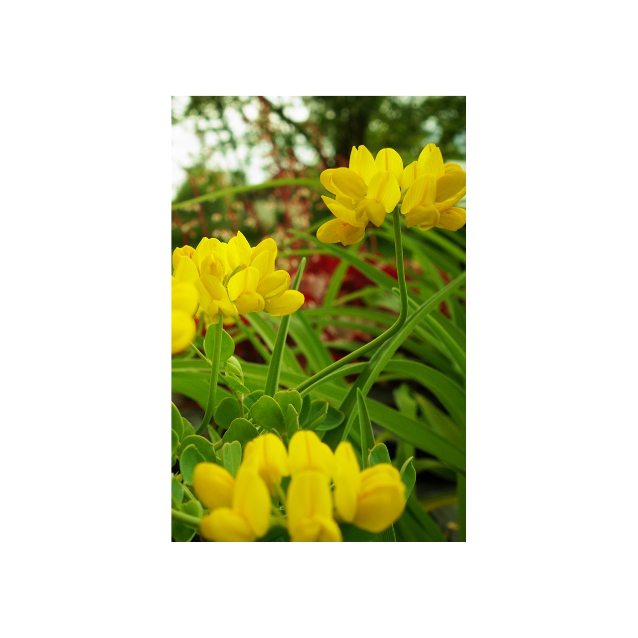 Coronille de Valence - Coronilla valentina subsp.glauca