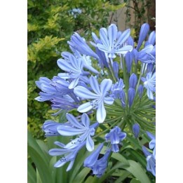 Agapanthe - Agapanthus africanus