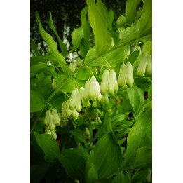 Sceau de Salomon - Polygonatum biflorum