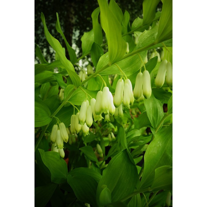 Sceau de Salomon - Polygonatum biflorum