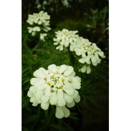 Corbeille d'argent - Iberis sempervirens 'Snowflake'