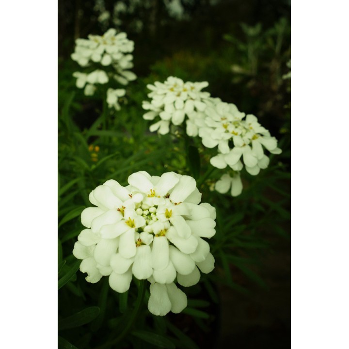 Corbeille d'argent - Iberis sempervirens 'Snowflake'
