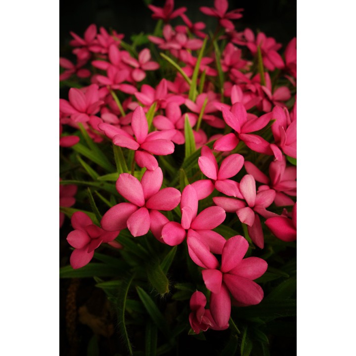 Rhodohypoxis baurii
