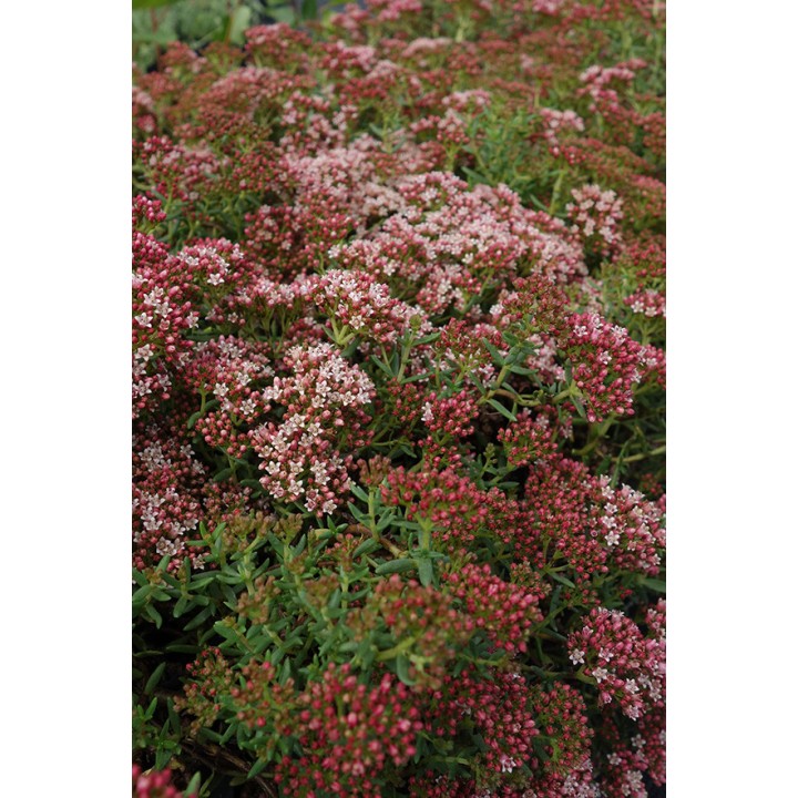 Crassula rustique - Crassula sarcocaulis -