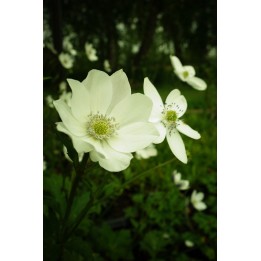Anemone leveillei