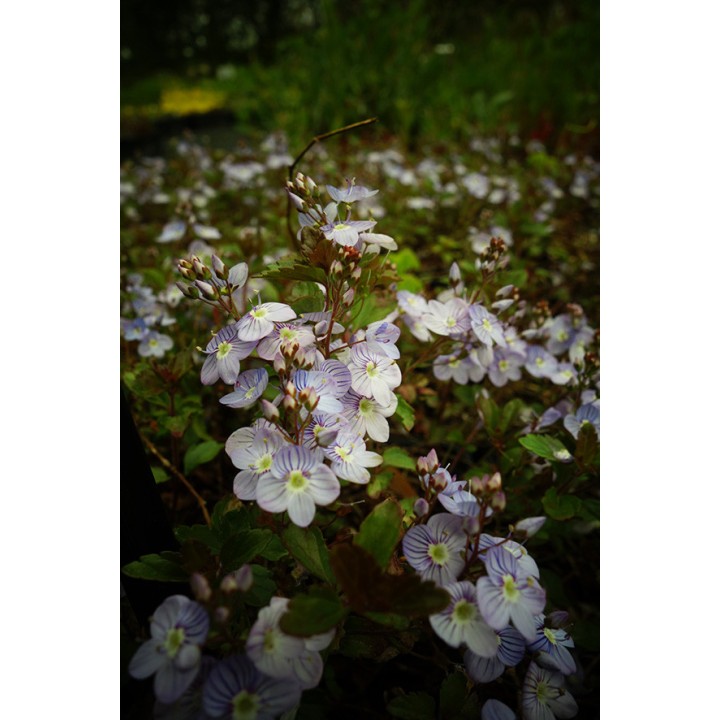 Veronique - Veronica petraea 'Mme Mercier'