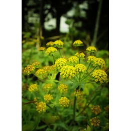 Buplèvre naine - Bupleurum ranunculoides
