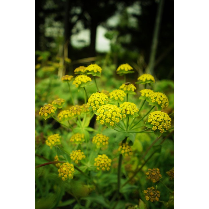 Buplèvre naine - Bupleurum ranunculoides