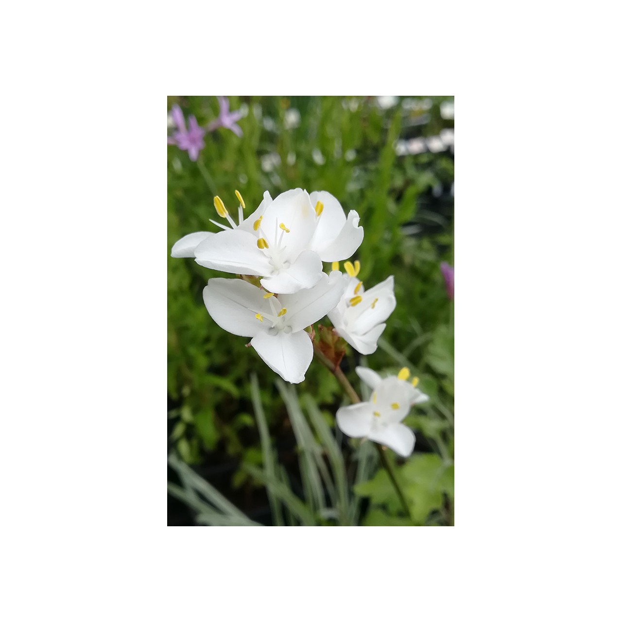 Libertia grandiflora
