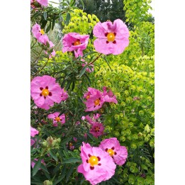 Ciste à fleurs roses - Cistus x purpureus - Description et vente