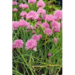 Ciboulette - Allium schoenoprasum 'Forescate'