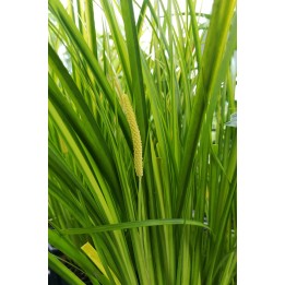 Acore panaché - Acorus gramineus 'Ogon'