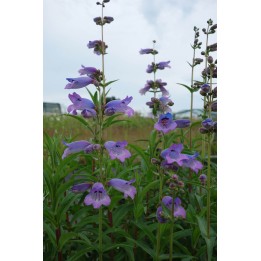 Galane - Penstemon 'Hidcote Purple'