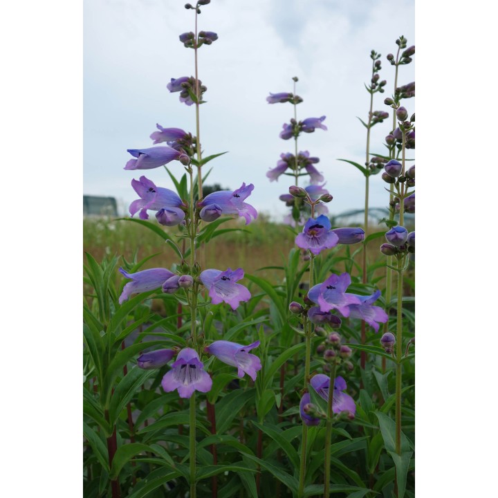 Galane - Penstemon 'Hidcote Purple'