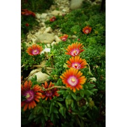 Ficoïde  - Delosperma 'Fire Spinner'
