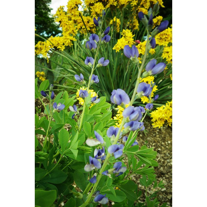 Lupin indigo - Baptisia australis